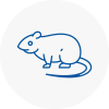 Rat Control St Johns Wood