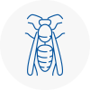 St Johns Wood Wasp Nest Removal